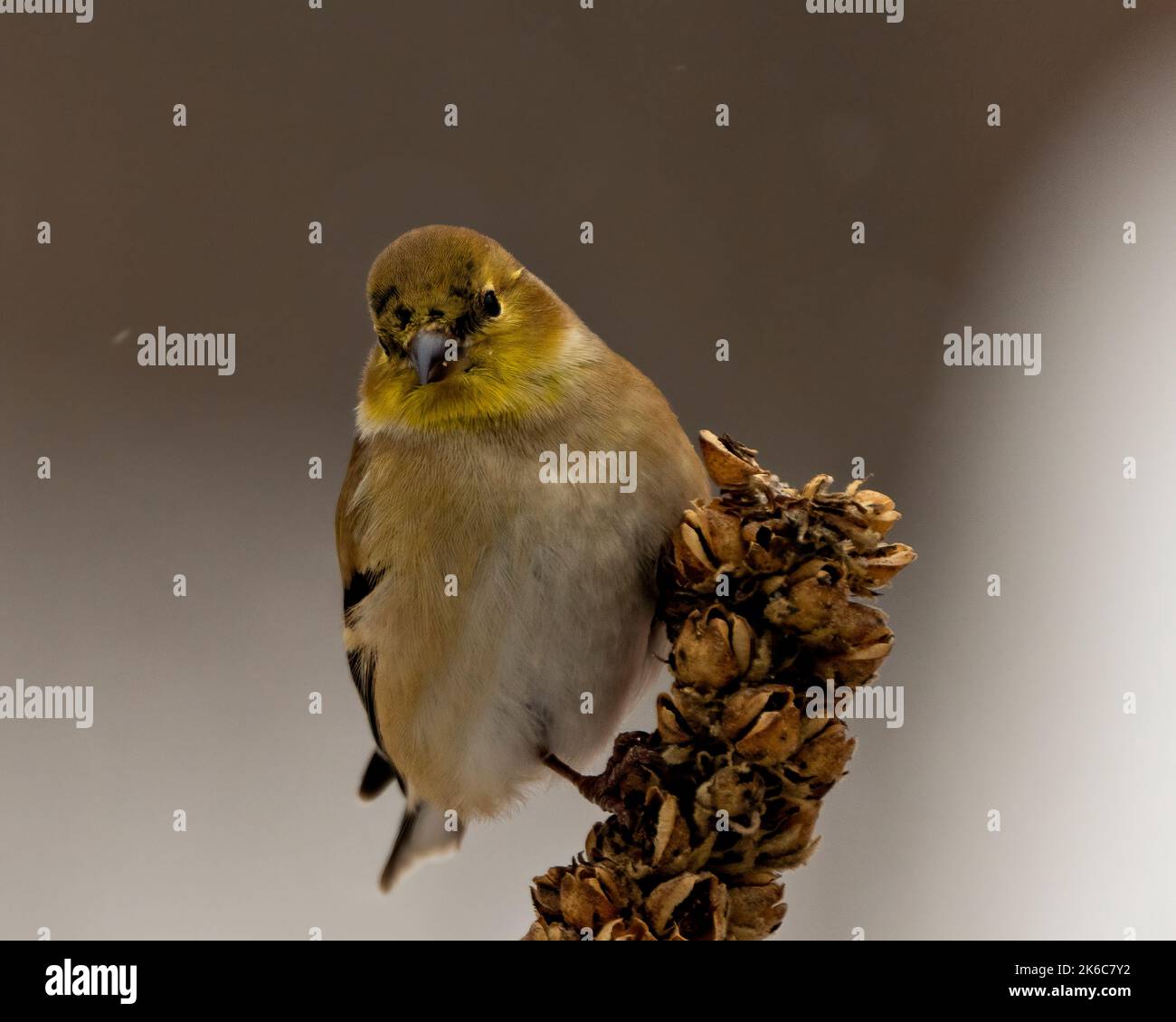 American Goldfinch Nahaufnahme Profil, thront auf Laub mit einem unscharfen Hintergrund in seiner Umgebung und Lebensraum Umgebung. Stockfoto