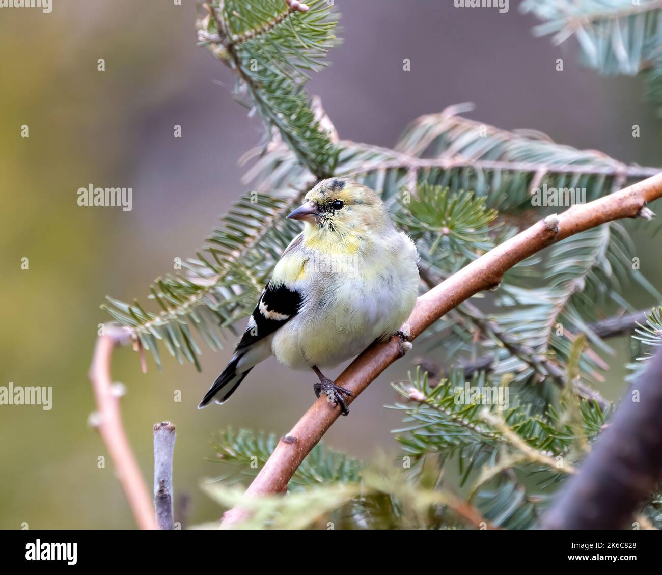 Finch Nahaufnahme Profil Ansicht, auf einem Zweig mit Nadelbaum verwischen Hintergrund in seiner Umgebung und Lebensraum Umgebung thront. Stockfoto