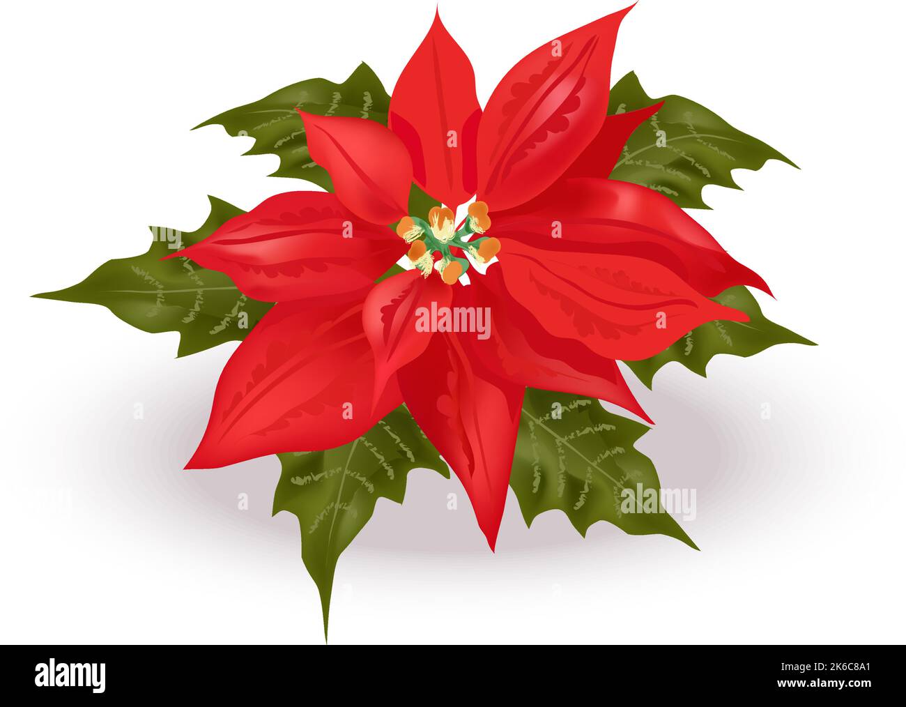 Rote weihnachtsblume einzeln Stock-Vektorgrafiken kaufen