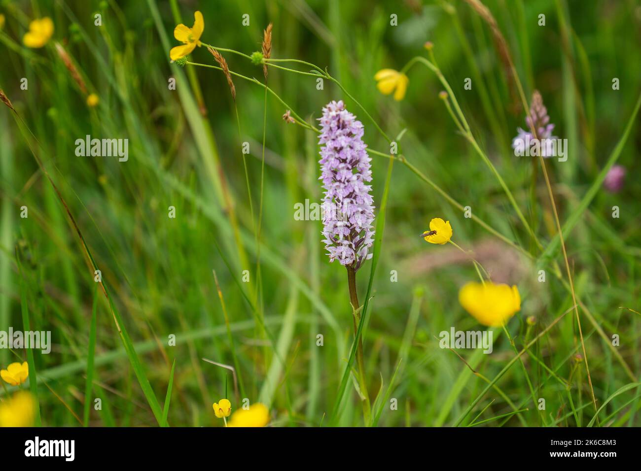 Der IPCC hat viele Pflanzenarten im Moor von Allen registriert, Heather, Orchideen, Sonnentaucher, Segen und Preiselbeeren gehören zu den Pflanzenarten, die gegenwärtig sind. Stockfoto