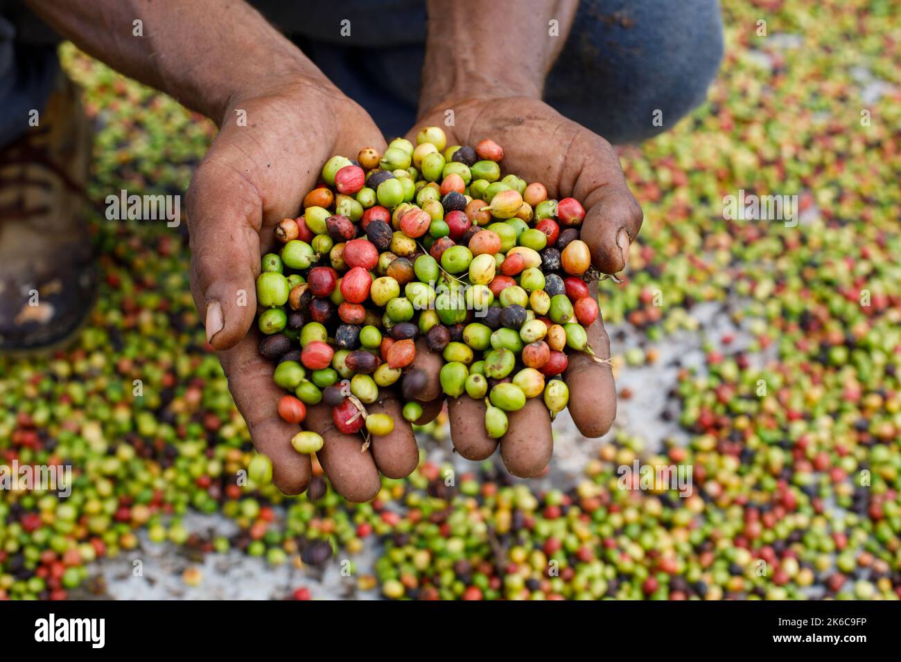 Frische Kaffeebohnen in den Händen eines Bauern. Stockfoto