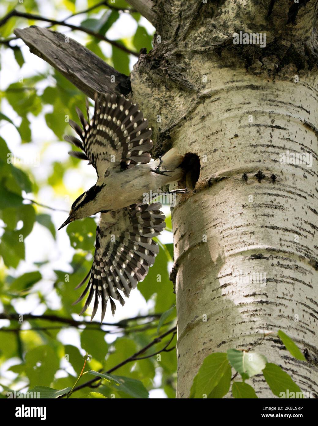 Specht fliegt aus seinem Vogelnest Haus mit ausgebreiteten Flügeln mit verschwommenem Hintergrund in seiner Umgebung und Lebensraum. Specht Hairy Image. Bild. Stockfoto