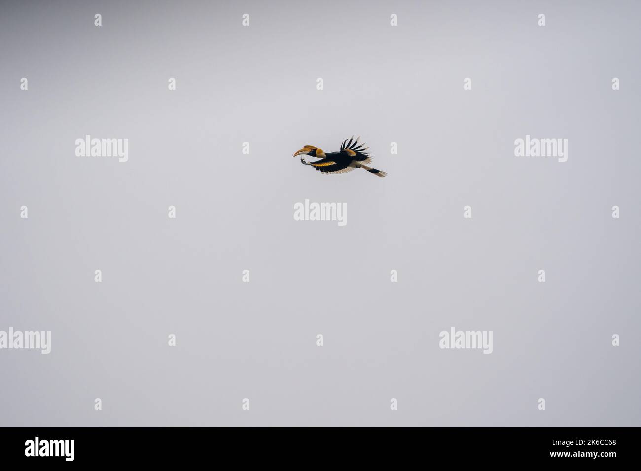 Ein großer gehörnter Bill im Flug gegen einen grauen Himmel. Stockfoto