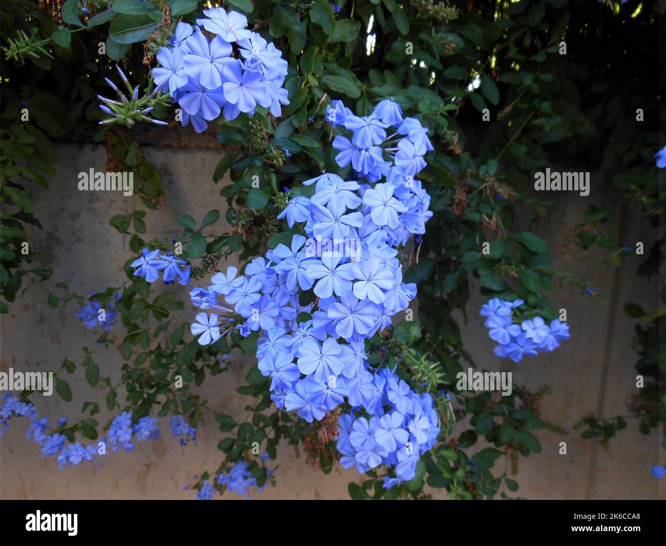 Bouquet von Plumbago Auriculata oder blauen Jasminblüten Stockfoto