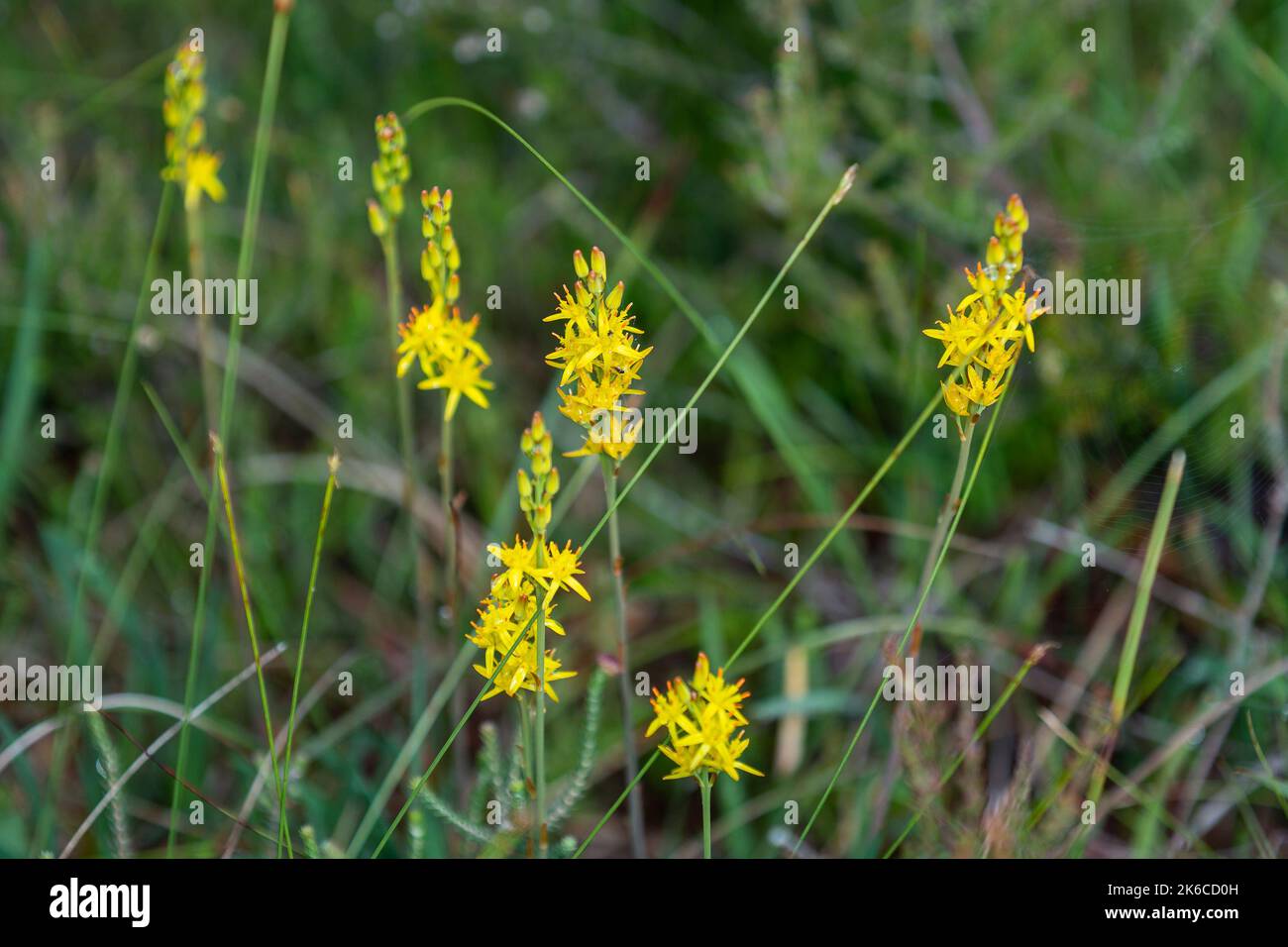 Der IPCC hat viele Pflanzenarten im Moor von Allen registriert, Heather ...