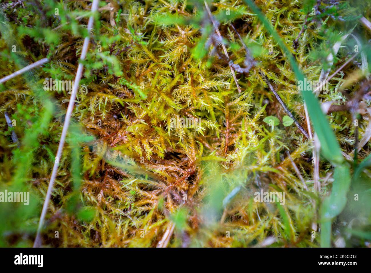 Sphagnum Moos auf dem Moor von Allen. Hier wurde die sphagnum-Transfer-Wiederherstellung erfolgreich angewendet. Stockfoto