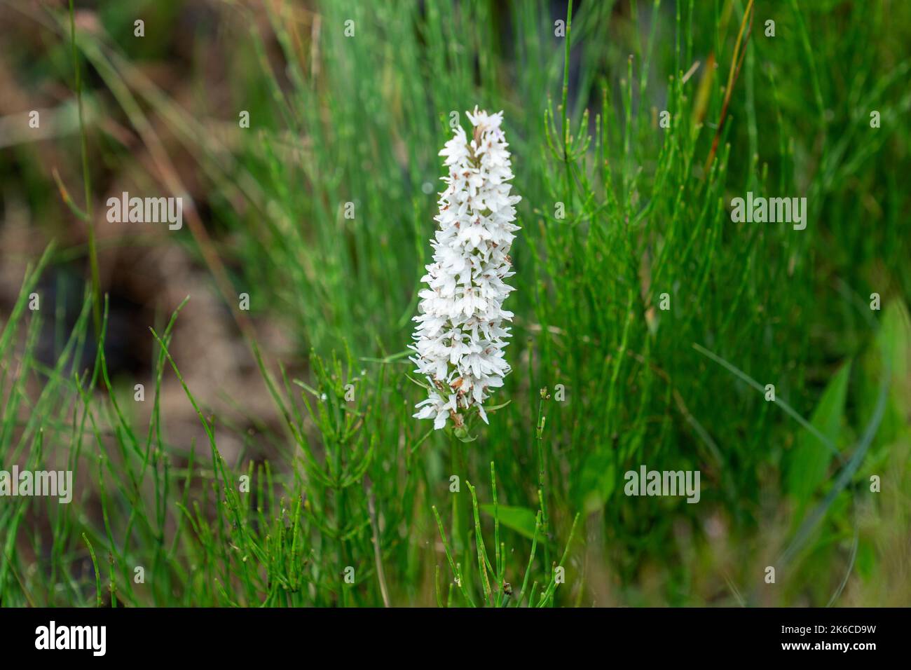 Der IPCC hat viele Pflanzenarten im Moor von Allen registriert, Heather ...