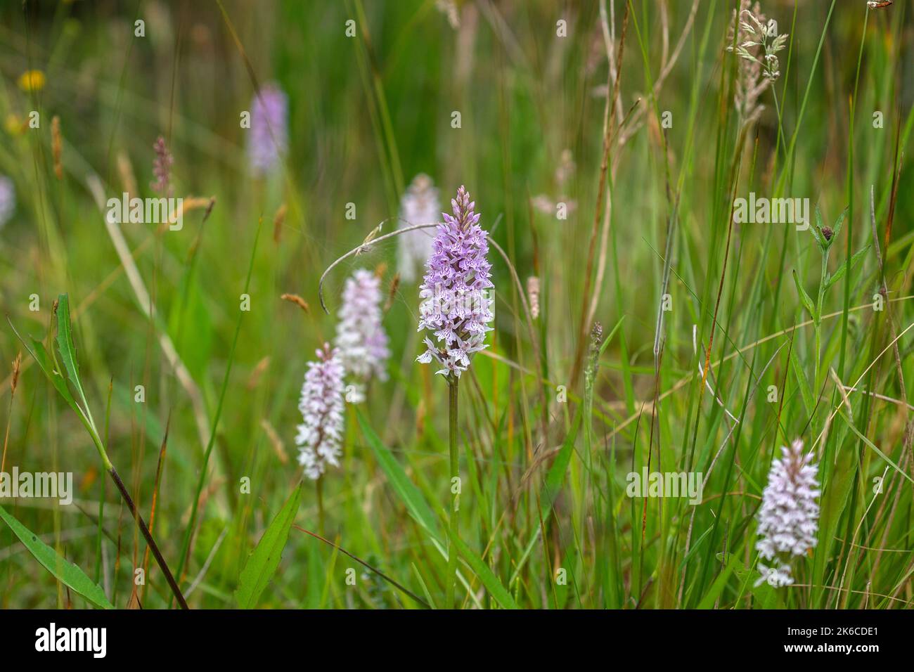 Der IPCC hat viele Pflanzenarten im Moor von Allen registriert, Heather ...