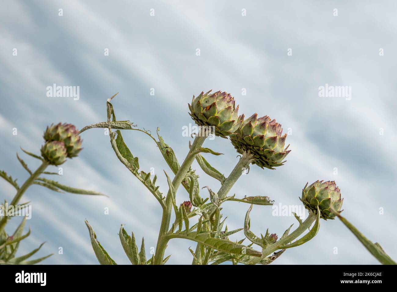 Die Globe Artischocke auch unter den Namen französische Artischocke und grüne Artischocke mit einem stürmischen Himmel im Hintergrund bekannt Stockfoto