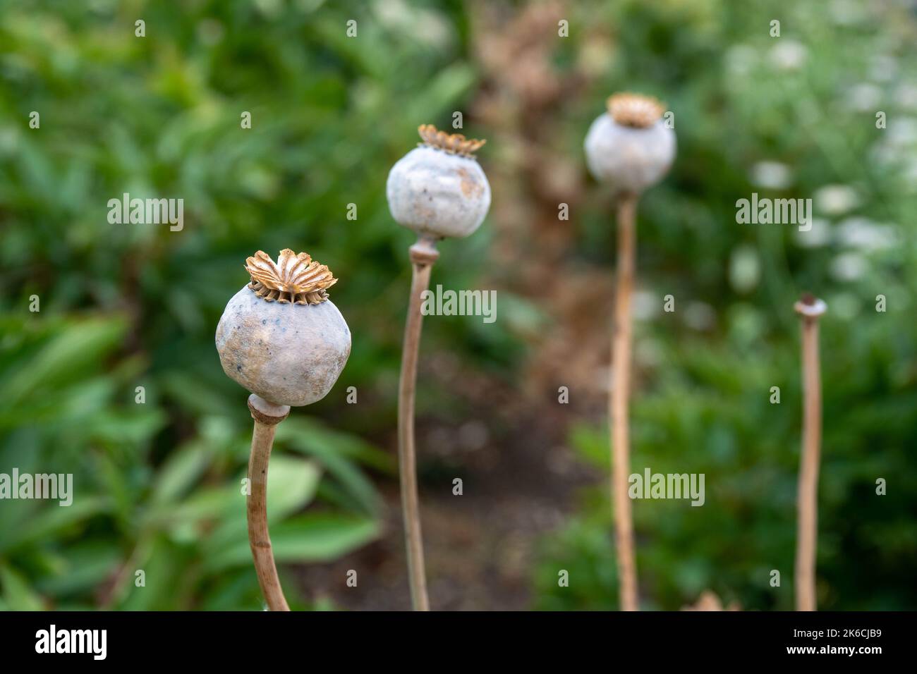 mohnköpfe mit einem verschwommenen grünen Hintergrund Stockfoto