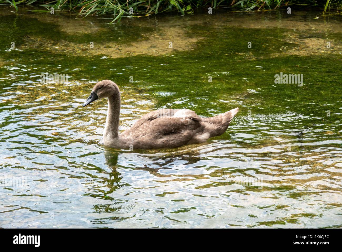 Porträt eines hübschen jungen Schwans aus Cygnet Stockfoto