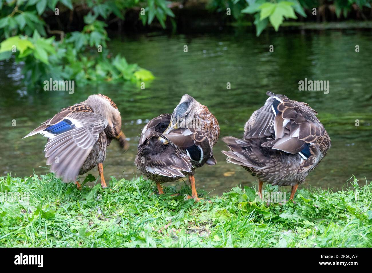 Drei Enten, die sich am Rande eines Flussufers ausräuten Stockfoto