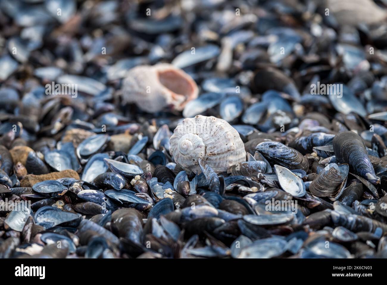 Ein Strand mit Muscheln und einigen Schnecken in Las Flores, Maldonado, Uruguay. Stockfoto