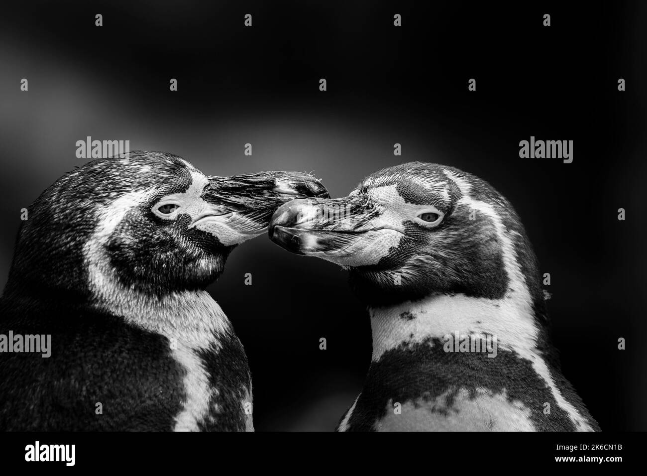 Schwarz-weiß Nahaufnahme von zwei Humboldt-Pinguinen (Spheniscus humboldti), die sich gegenseitig lieben, zusammen mit dem sich berührenden Schnabel. Stockfoto