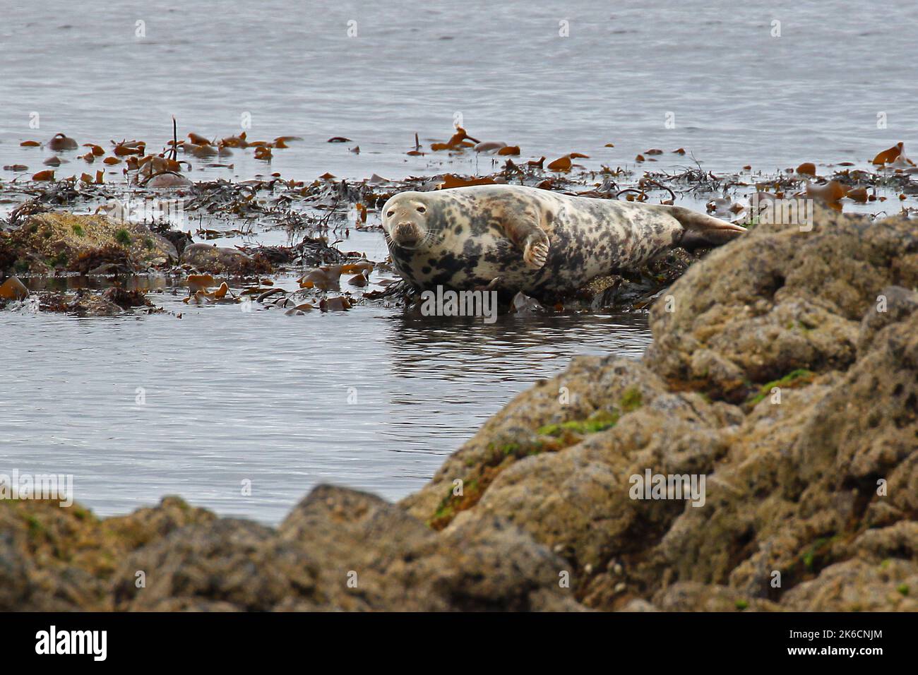 Robbe, die auf den Felsen von Southend, Mull of Kintyre, Kintyre, Argyll and Bute, Schottland, Vereinigtes Königreich, Großbritannien Stockfoto