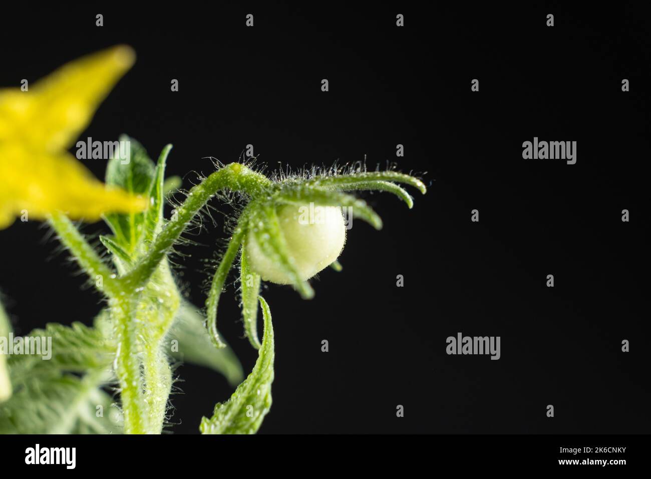 Tomaten aus Samen anbauen, Schritt für Schritt. Schritt 11 - erste Blumen und erste Tomate Stockfoto