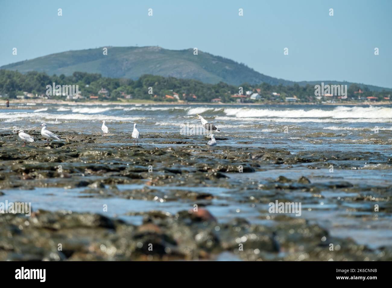Möwen brüten auf den Felsen am Strand von Las Flores, Maldonado, Uruguay. Wellen, die zerschmettern und Berge am Ende der Meereslandschaft. Stockfoto