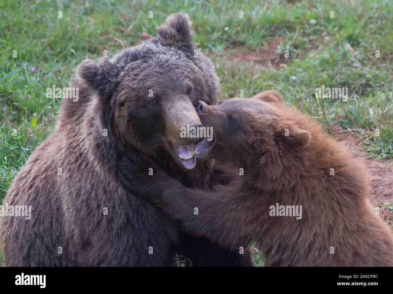 Braunbär Mutter und Kind spielen im Gras Stockfoto