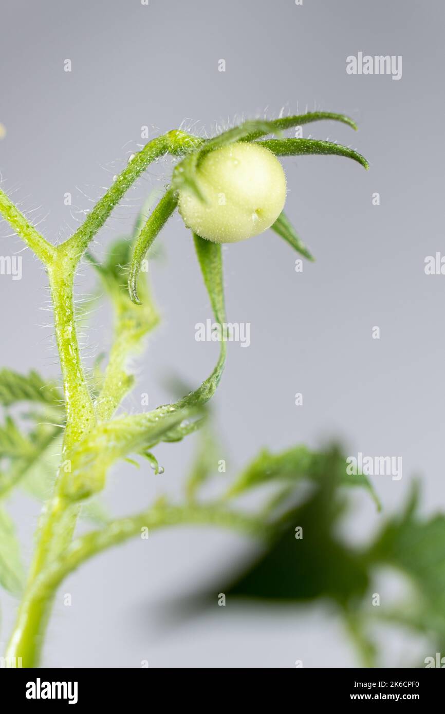 Tomaten aus Samen anbauen, Schritt für Schritt. Schritt 11 - erste kleine Tomate Stockfoto