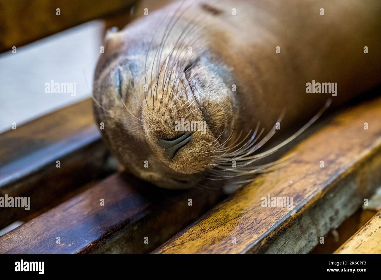 Nickerchen. Dieser kleine Kerl lag auf einer Bank neben dem Wasser, im Hafen von Santa Cruz, ohne sich um all die Menschen und Vögel zu kümmern, die ar waren Stockfoto