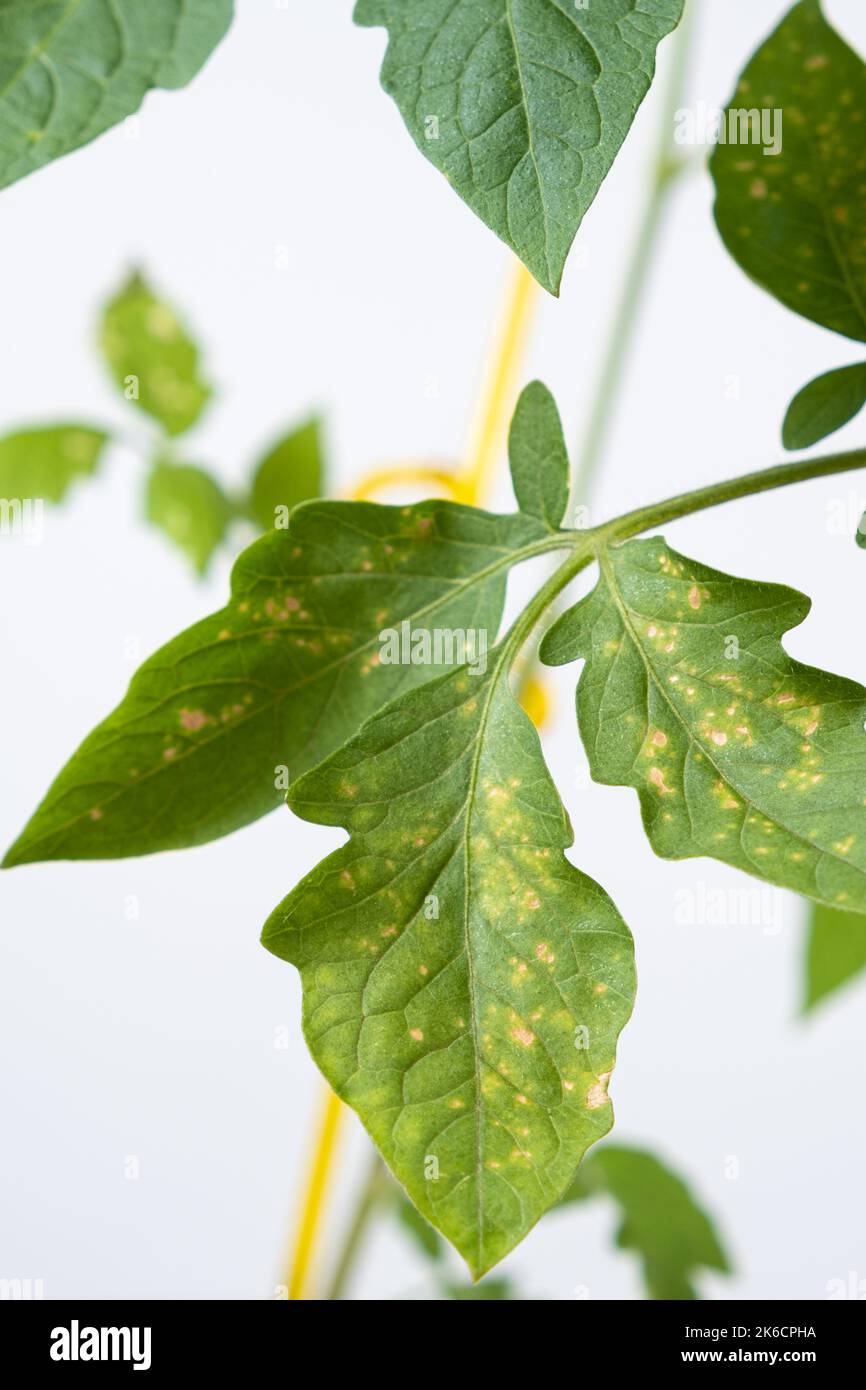 Gelbe Flecken auf Tomatenblättern. Pflanzenkrankheiten während des Gemüseanbaus Stockfoto