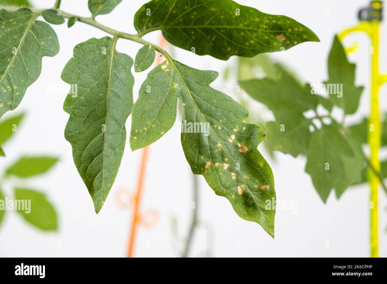 Gelbe Flecken auf Tomatenblättern. Pflanzenkrankheiten während des Gemüseanbaus Stockfoto