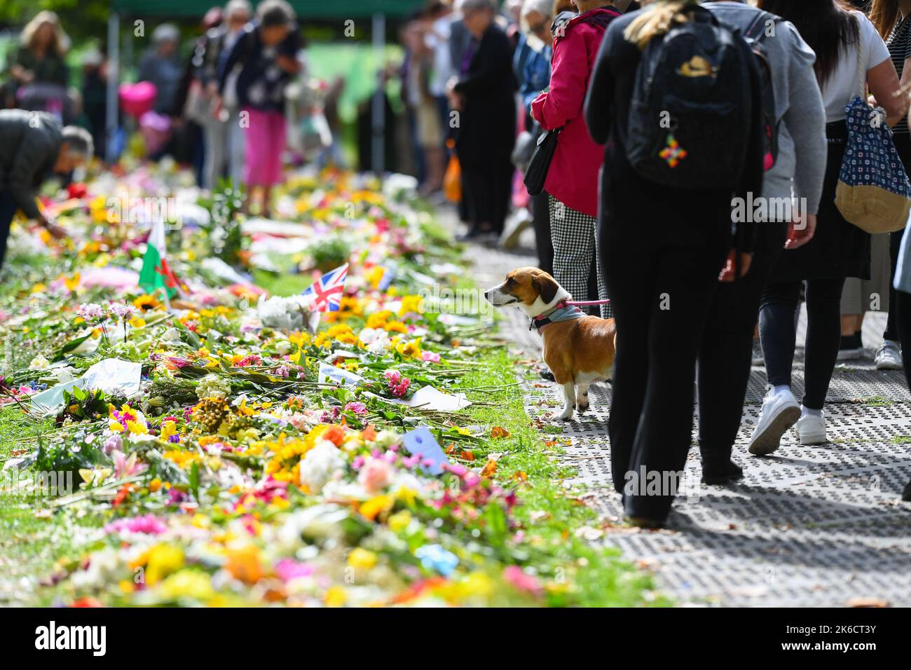 Ein Hund sieht sich die Blumenbehrung der verstorbenen Queen im Green Park London an. Stockfoto