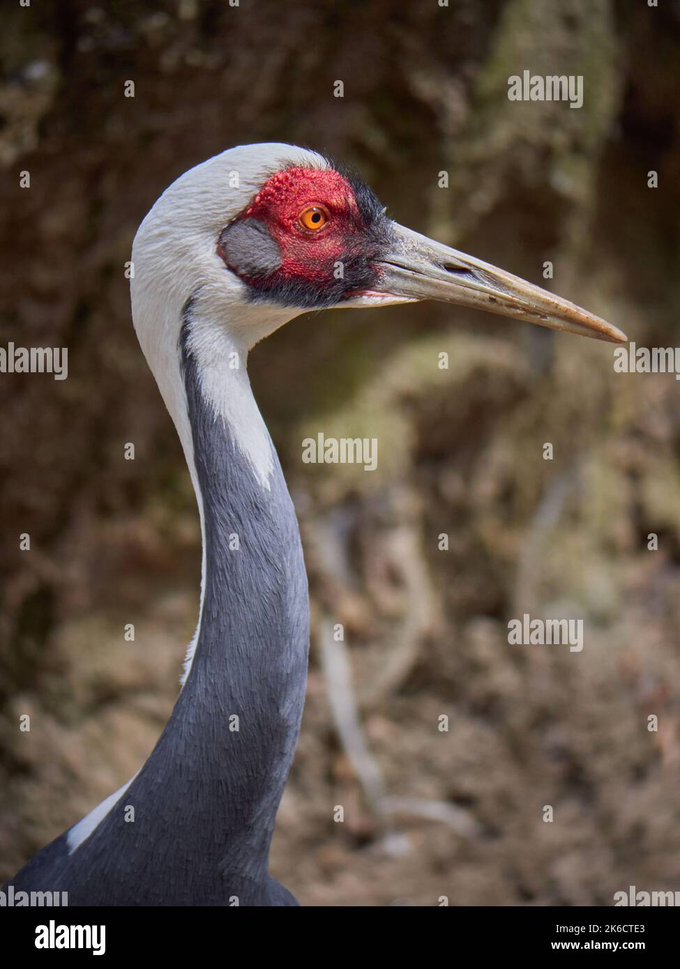 Eine Nahaufnahme des Kopfes eines Weißnackenkranich-Vogels Stockfoto