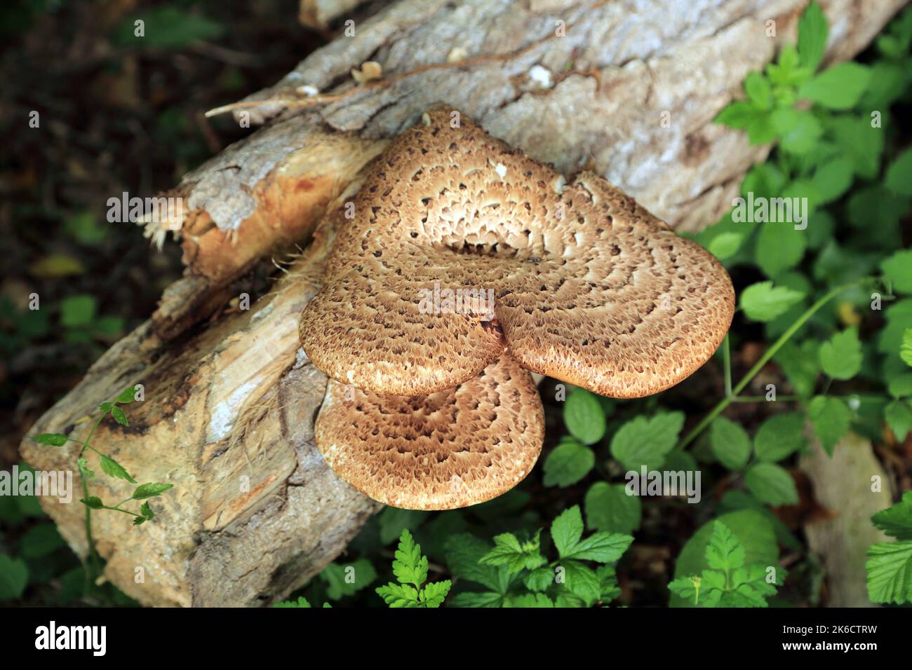 Bracketpilz auf umgestürzten Baumstamm, East Brabourne, Ashford, Kent, England, Vereinigtes Königreich Stockfoto
