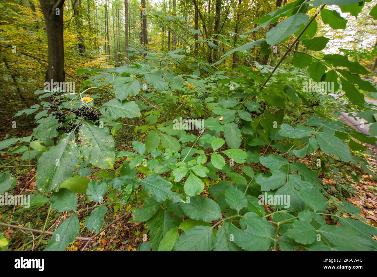 Schwarze Frucht zwischen grünen Blättern auf einem Busch inmitten eines wilden Waldes. Stockfoto