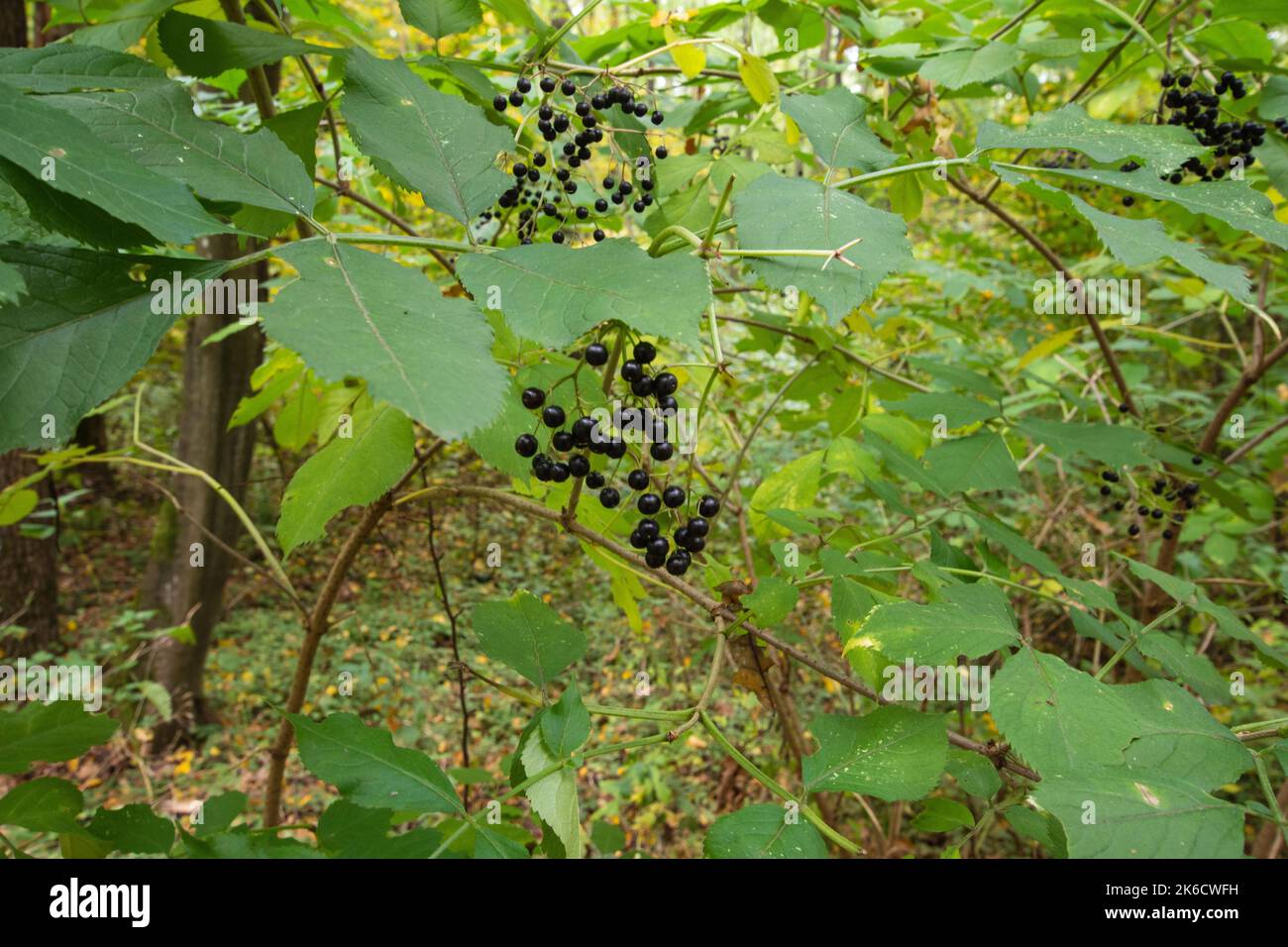 Schwarze Frucht zwischen grünen Blättern auf einem Busch inmitten eines wilden Waldes. Stockfoto