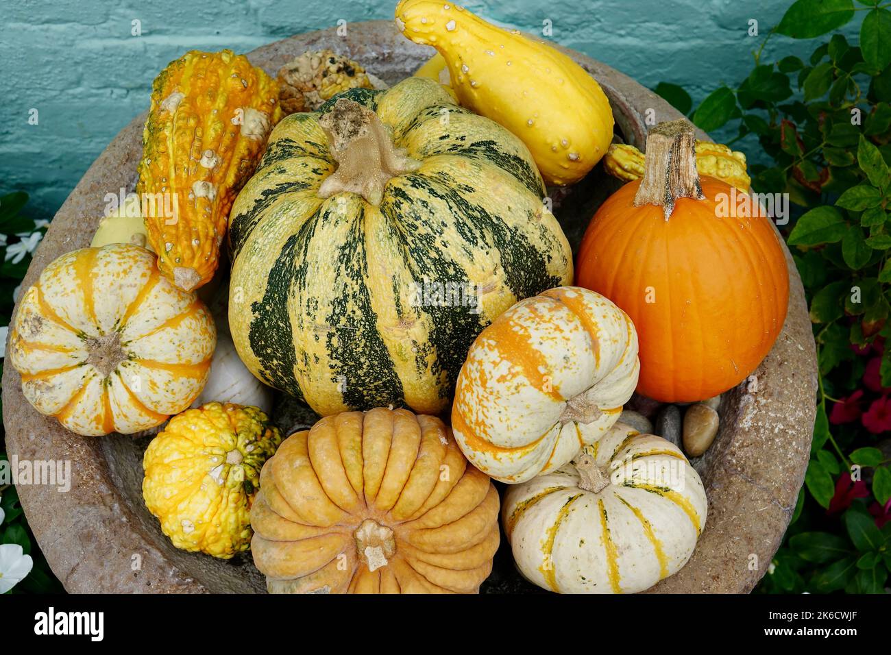 Herbstarrangement von Kürbissen und Kürbissen Stockfoto