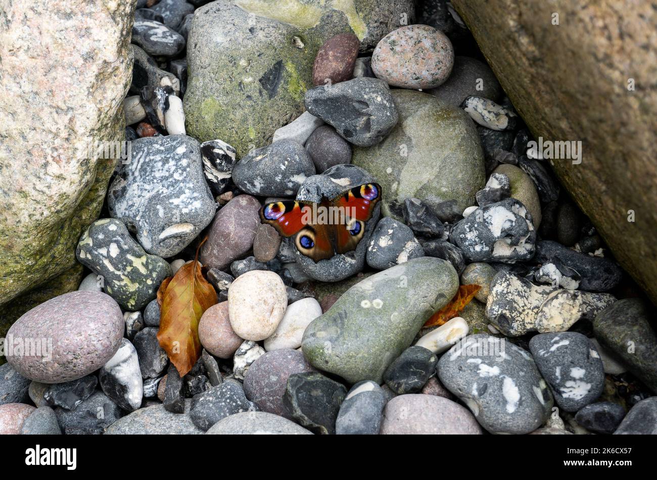 Schmetterling am Steinstrand, Rügen, Deutschland Stockfoto