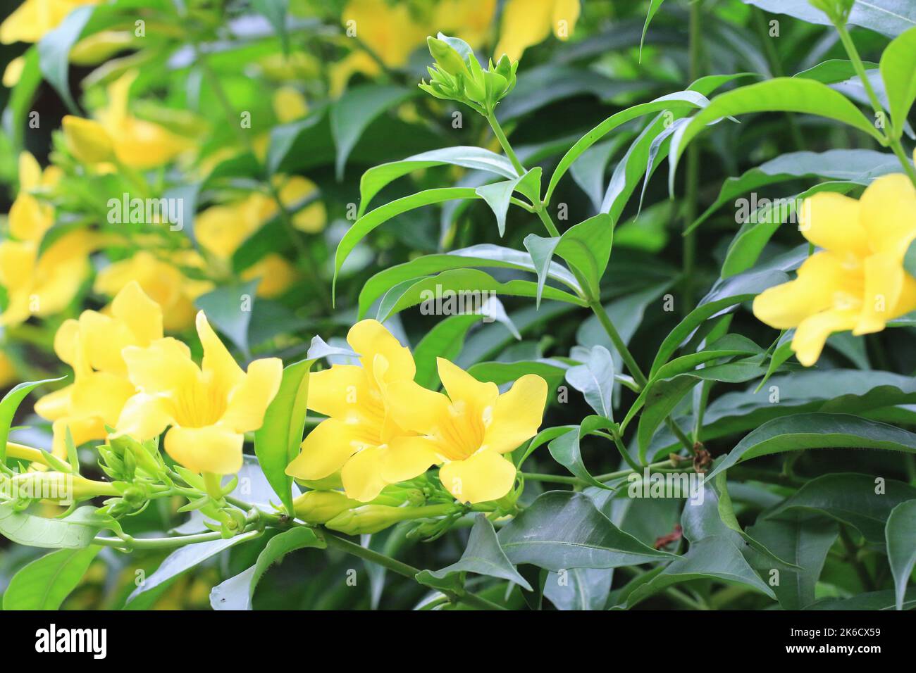 Campanilla, gewöhnliche Allamanda, goldene Trompetenblumen, Nahaufnahme von gelben Blumen, die im Garten blühen Stockfoto