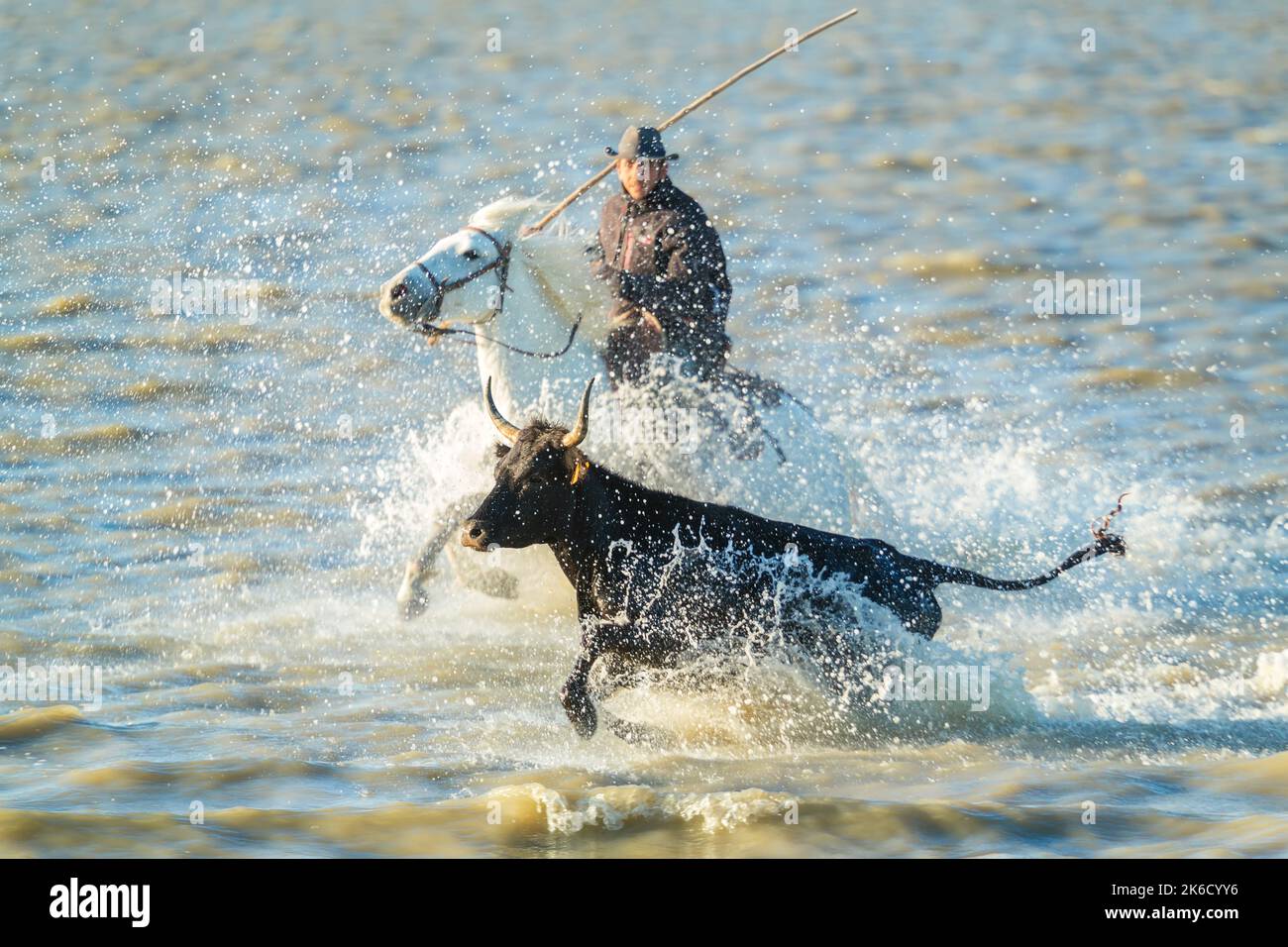 Gardian rundet Stier im Wasser, Sumpfland, der Camargue, Frankreich Stockfoto