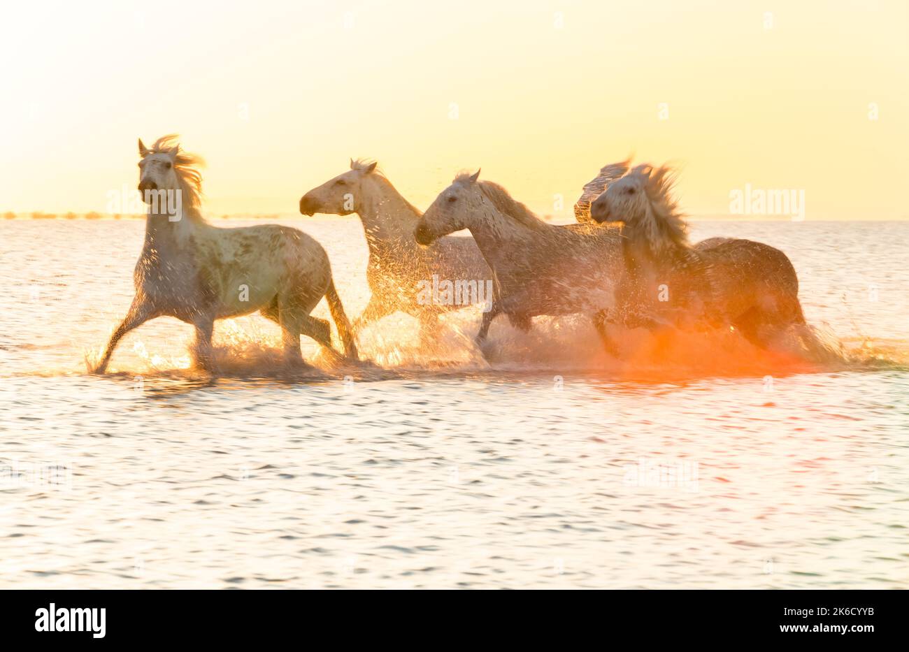 Weiße Pferde laufen durch Wasser, die Camargue, Frankreich Stockfoto