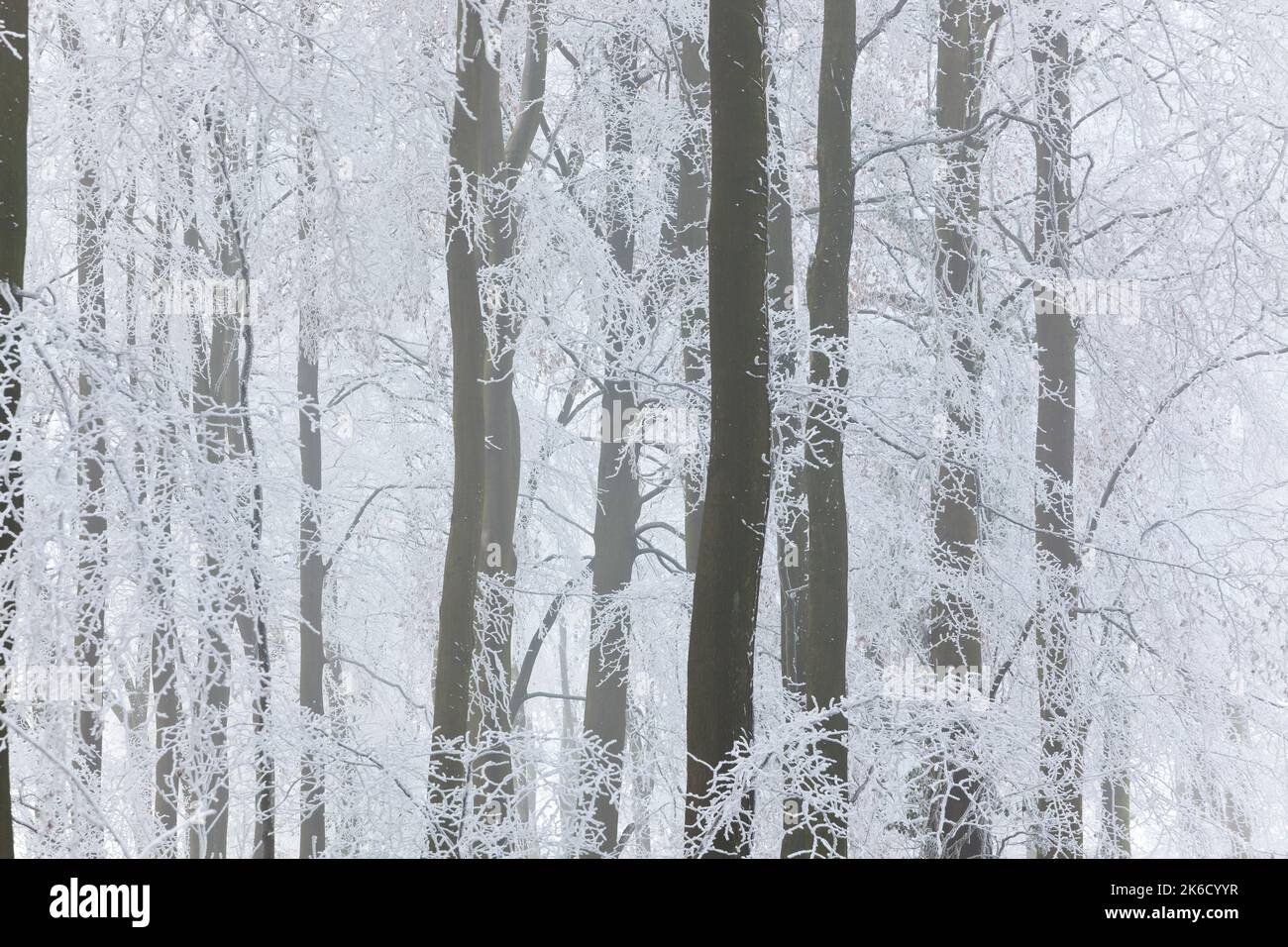 Bäume mit Schnee und Frost, nr Wotton, Gloucestershire, England, Vereinigtes Königreich Stockfoto