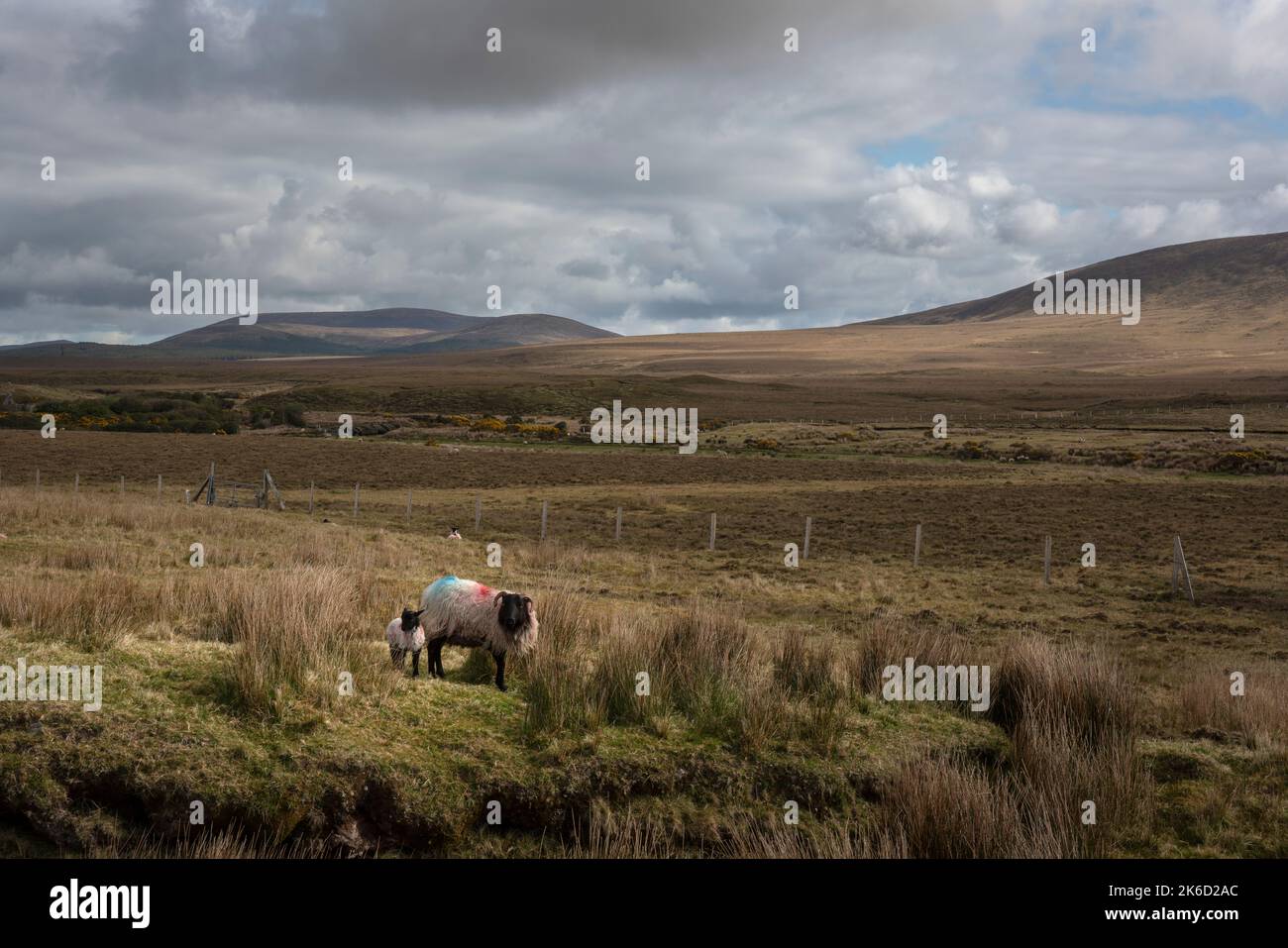 Schafe grasen in der beeindruckenden Landschaft der riesigen und abgelegenen Torfgebiete am Rande des Wild Nephin National Park, co Mayo, Irland. Stockfoto
