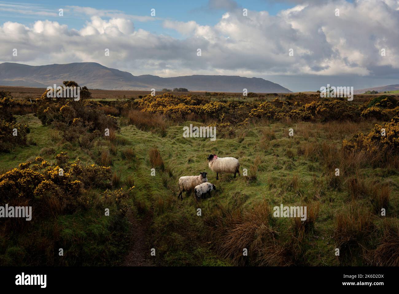 Grasschafe im Wild Nephin National Park im irischen Bezirk Mayo. Es umfasst eine riesige 15.000 Hektar unbewohnte und unberührte Wildnis. Stockfoto