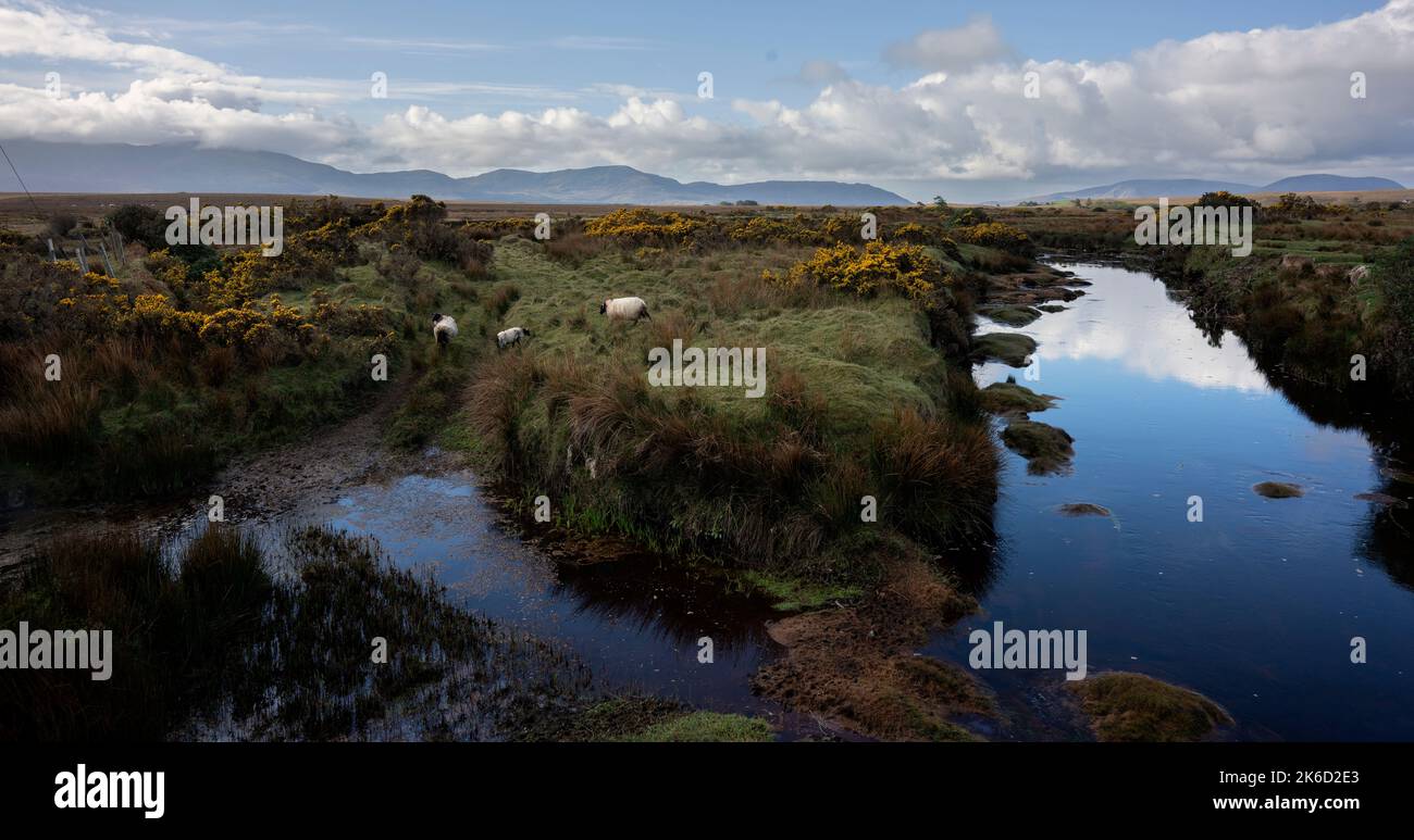 Schafe am Ufer des Owenduff River in Sheeanmore, County Mayo, Irland, am Rande des Wild Nephin National Park Stockfoto