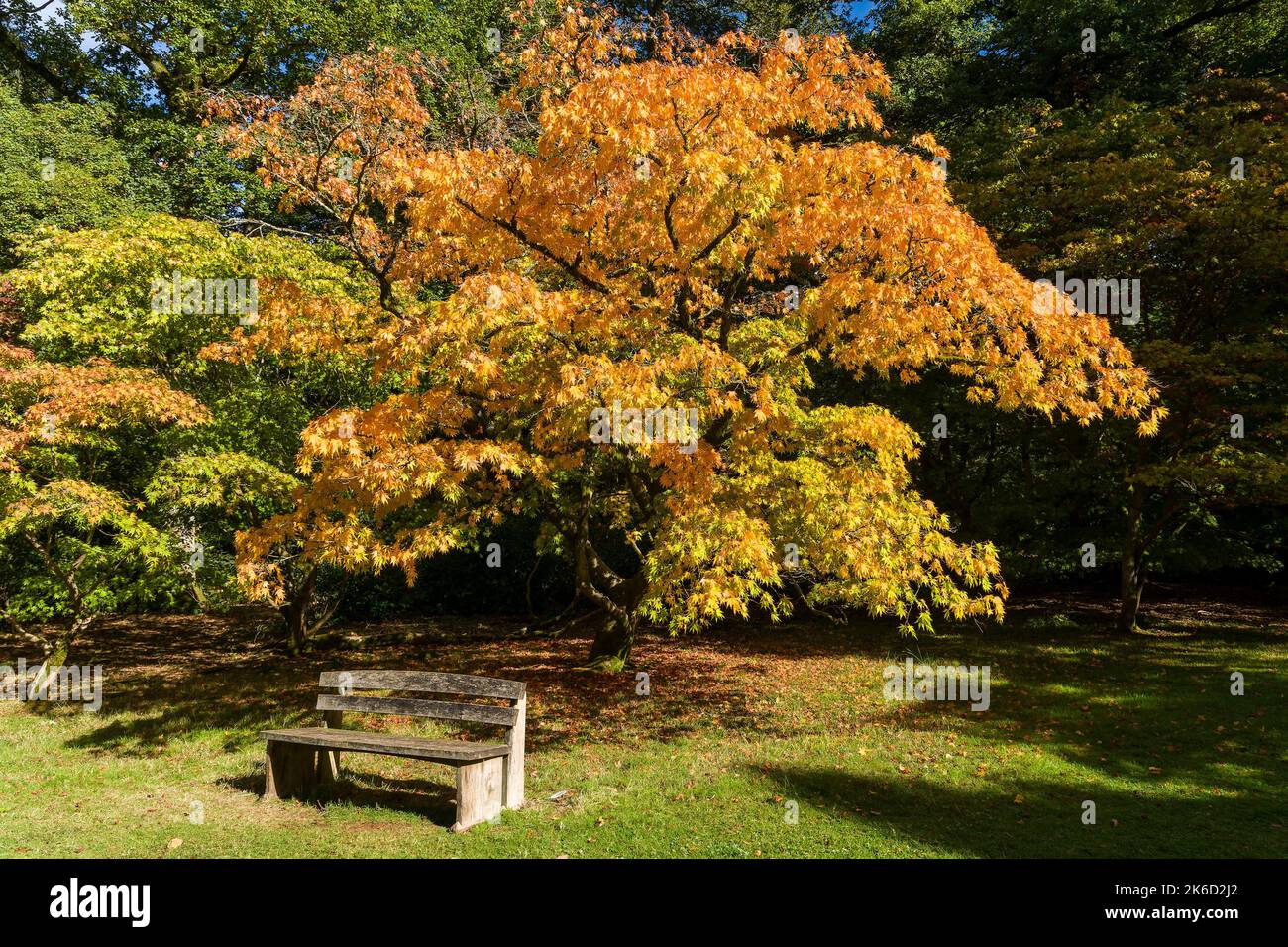 Bäume mit schönen Herbstfarben an einem sonnigen Tag. Stockfoto