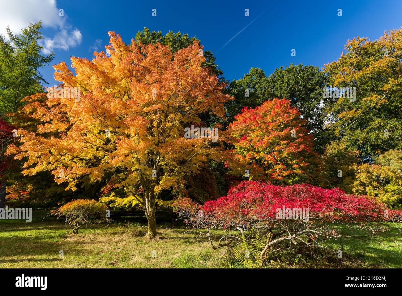 Bäume mit schönen Herbstfarben an einem sonnigen Tag. Stockfoto