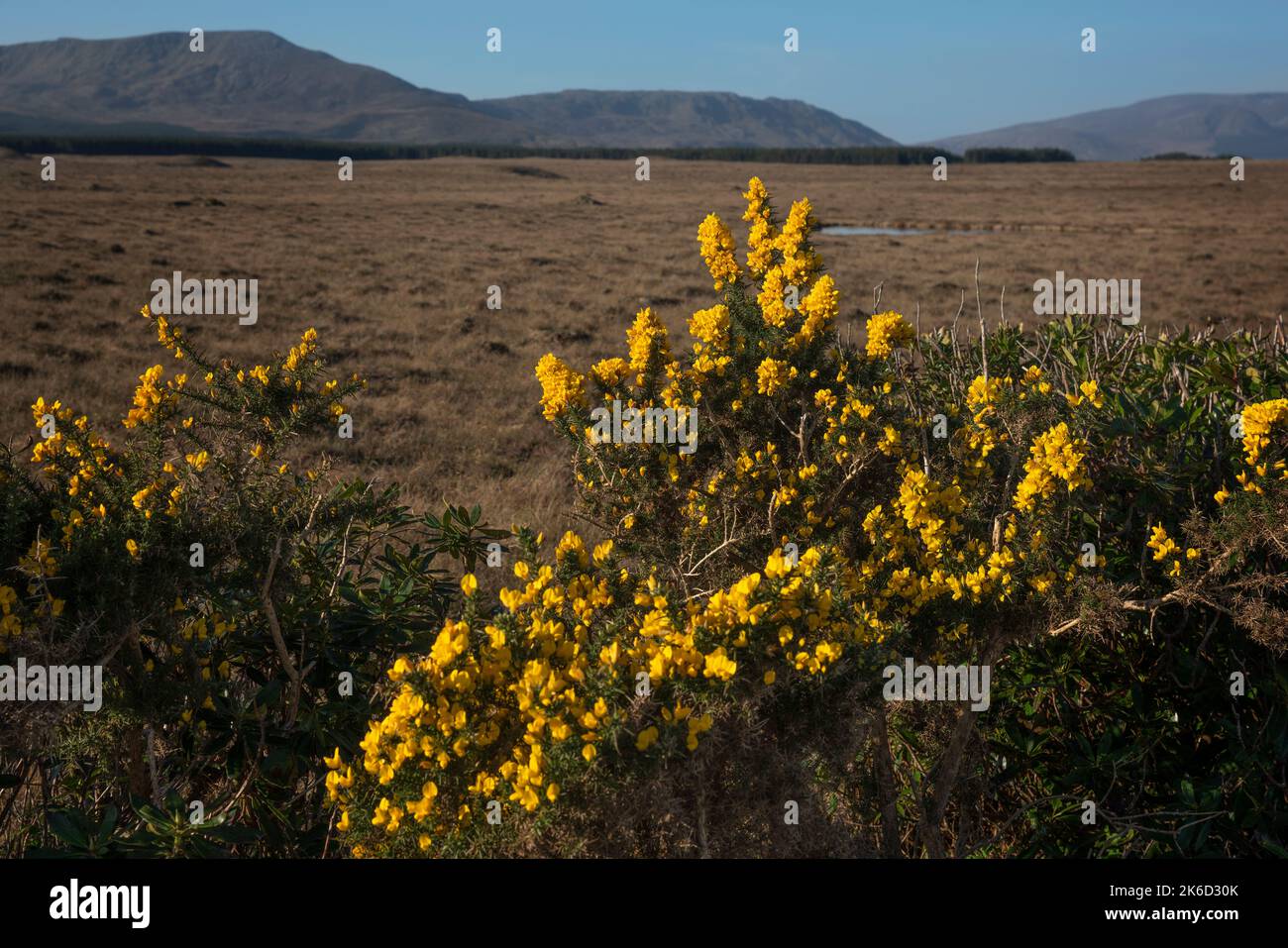 Blühender gelber Gorse im Wild Nephin National Park im irischen Bezirk Mayo. Es umfasst eine riesige 15.000 Hektar unbewohnte und unberührte Wildnis, Stockfoto