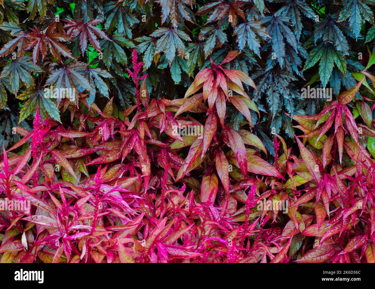 Blätter, die nach einem Regen frisch benetzt wurden, leuchten mit Farbe, Cantigny Gardens, DuPage County, Illinois Stockfoto