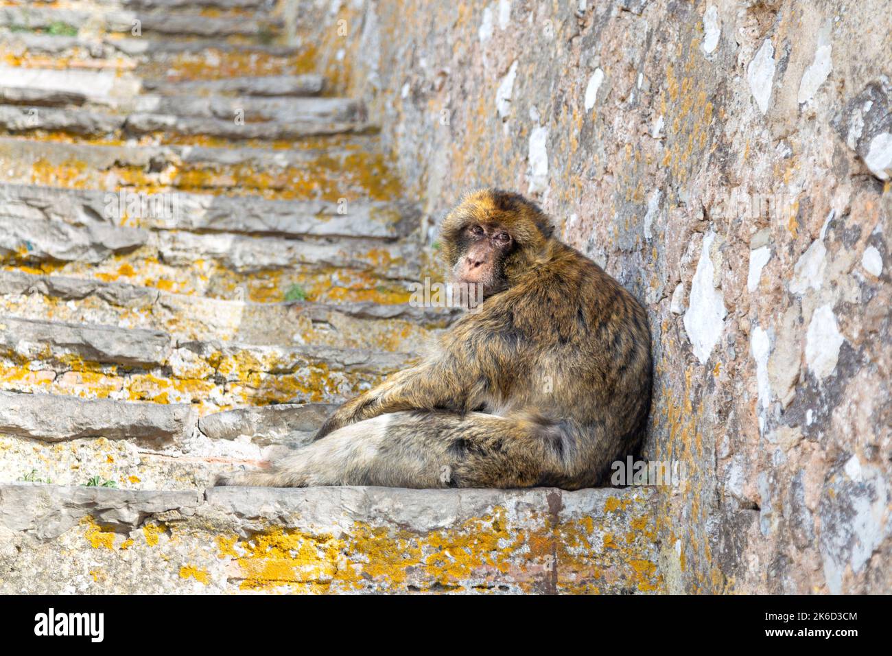 Makaken-Affen auf der Charles V Wall Stairs, Upper Rock Nature Reserve, Gibraltar Stockfoto