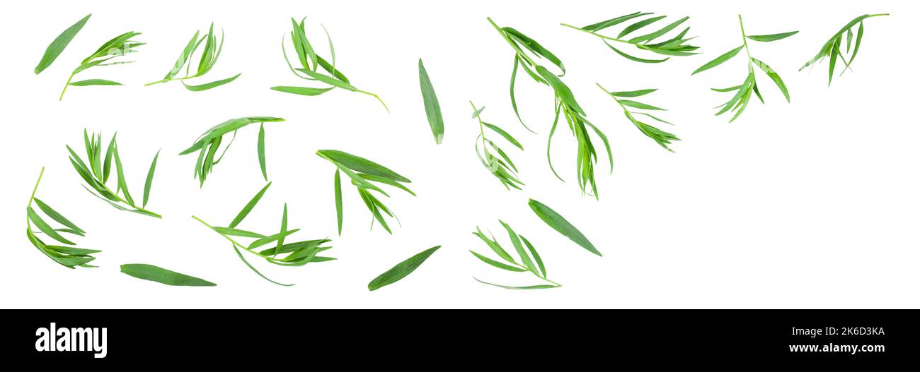 Estragon oder Estragon auf weißem Hintergrund mit Kopie Platz für Ihren Text isoliert. Artemisia dracunculus. Ansicht von oben. Flach Stockfoto