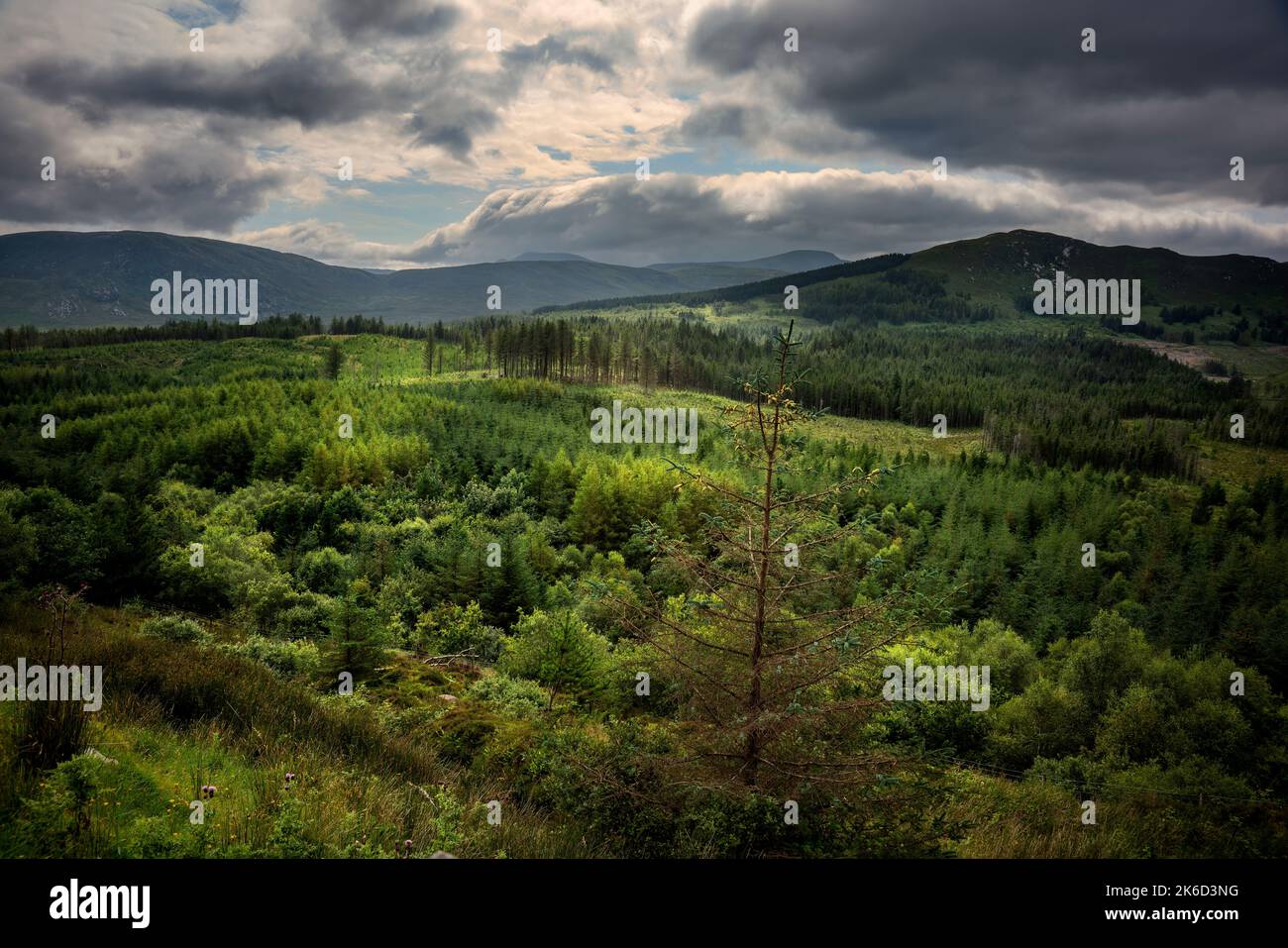 Verschiedene Grüntöne im Wild-Nephin-Nationalpark in der Grafschaft Mayo in Irland. Es umfasst eine riesige 15.000 Hektar unbewohnte und unberührte Wildnis Stockfoto