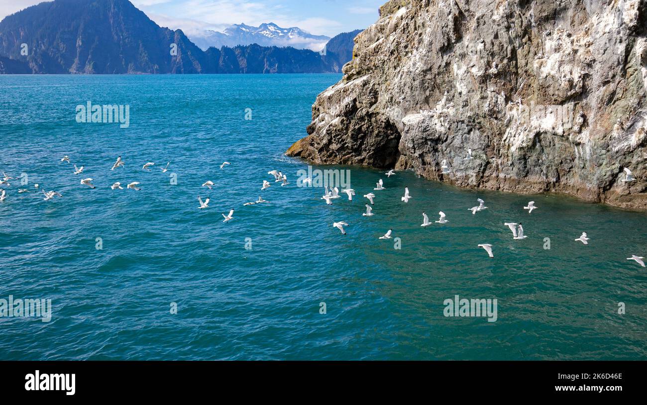 Auf einer Bootstour von Seward in den Kenai Fjords National Park fliegen viele Möwen an Boot und Klippen vorbei. Stockfoto