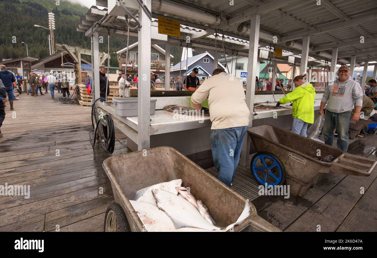 Fischer putzen und schaufeln den Fang des Tages in Seward, Alaska. Stockfoto