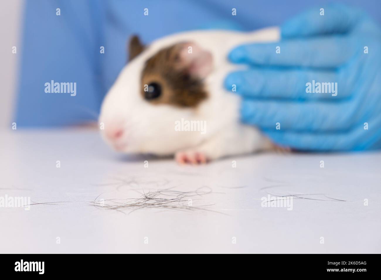 Haarausfall bei einem Meerschweinchen, Untersuchung durch einen Tierarzt Stockfoto